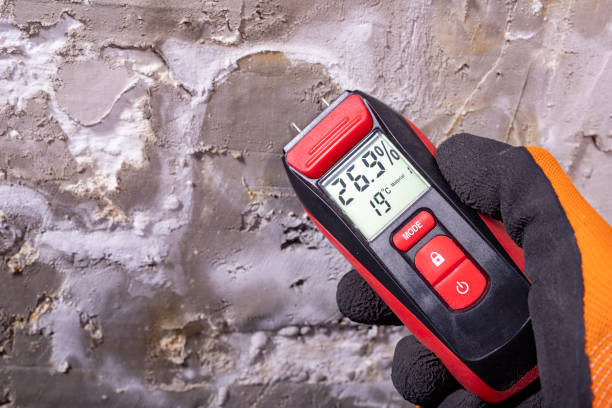 Best Mold Remediation for Specific Building Types in Willcox, AZ
