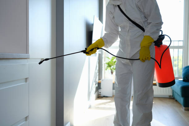 Best White Mold Remediation in Willcox, AZ