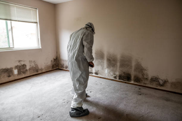 Best Post-Flood Mold Remediation in Willcox, AZ